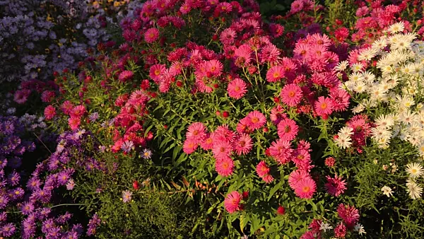 501009 - Neubelgien-Aster (Aster novi-belgii 'Violetta'), Neuengland-Aster (Aster novae-angliae 'Andenken an Alma Pötschke') und Myrtenaster (Aster pringlei 'White Star')