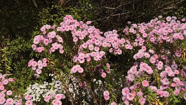 501012 - Neuengland-Aster (Aster novae-angliae 'Rosa Sieger')