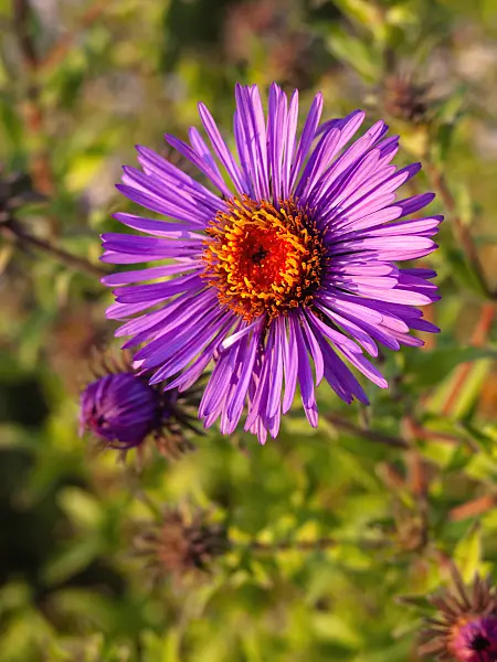 429063 - New England aster (Aster novae-angliae)