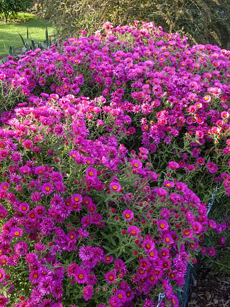442023 - New England aster (Aster novae-angliae)