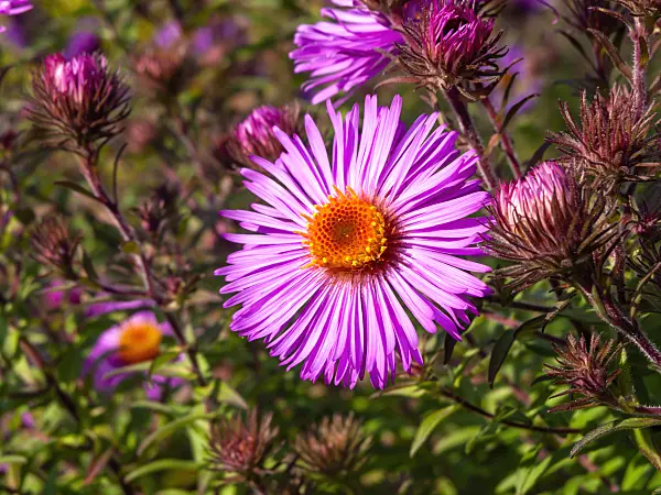465128 - New England aster (Aster novae-angliae 'Abendsonne')