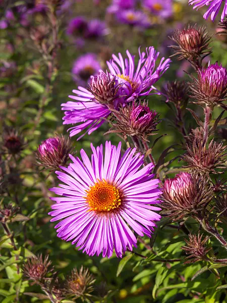 465129 - New England aster (Aster novae-angliae 'Abendsonne')