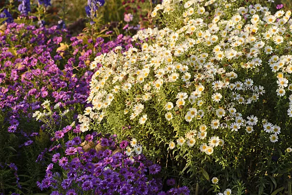 489056 - New England aster (Aster novae-angliae 'Herbstschnee')