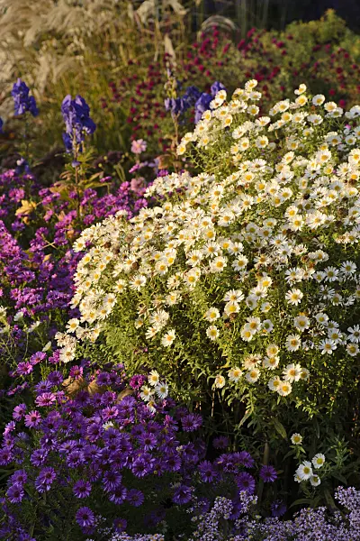 489057 - New England aster (Aster novae-angliae 'Herbstschnee')