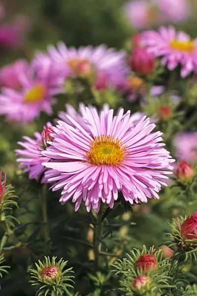 369021 - New England aster (Aster novae-angliae 'Rosa Sieger')