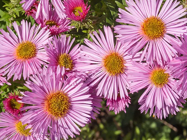 418026 - New England aster (Aster novae-angliae 'Rosa Sieger')