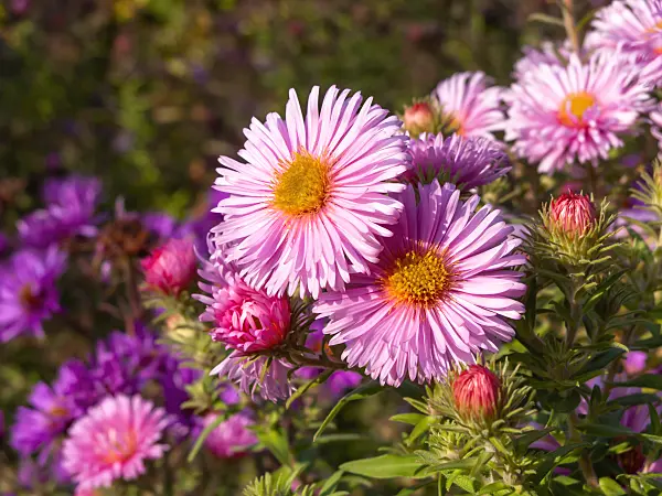 465130 - New England aster (Aster novae-angliae 'Rosa Sieger')