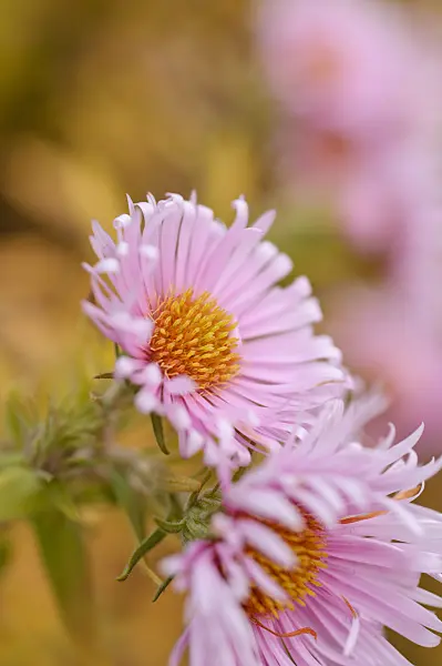 489135 - New England aster (Aster novae-angliae 'Rosa Sieger')