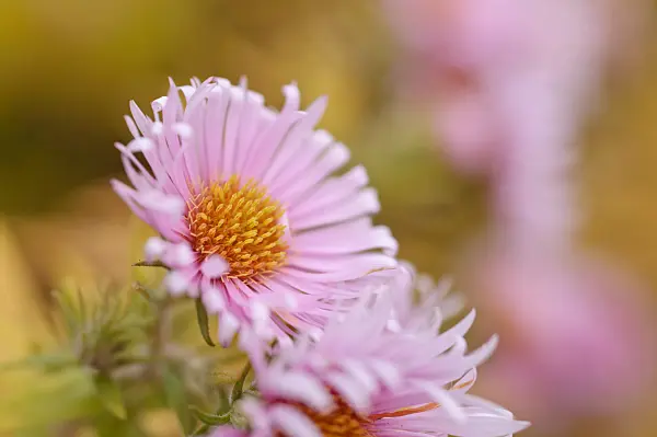 489136 - New England aster (Aster novae-angliae 'Rosa Sieger')