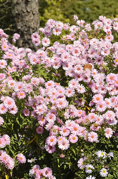 501010 - New England aster (Aster novae-angliae 'Rosa Sieger')