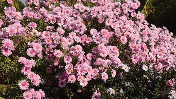 501011 - New England aster (Aster novae-angliae 'Rosa Sieger')