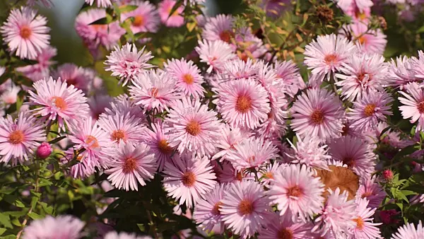 501013 - New England aster (Aster novae-angliae 'Rosa Sieger')