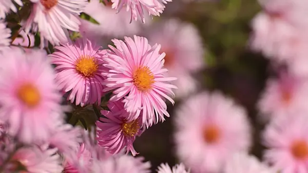 501014 - New England aster (Aster novae-angliae 'Rosa Sieger')
