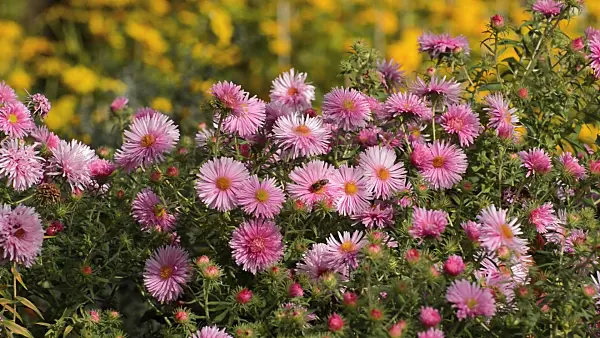 512075 - New England aster (Aster novae-angliae 'Rosa Sieger')