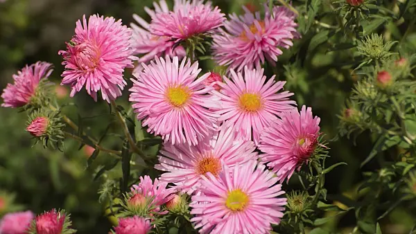 512076 - New England aster (Aster novae-angliae 'Rosa Sieger')