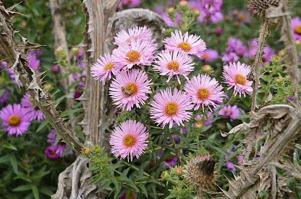 525137 - New England aster (Aster novae-angliae 'Rosa Sieger')