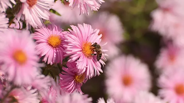 501015 - New England aster (Aster novae-angliae 'Rosa Sieger') and bee (Apis)