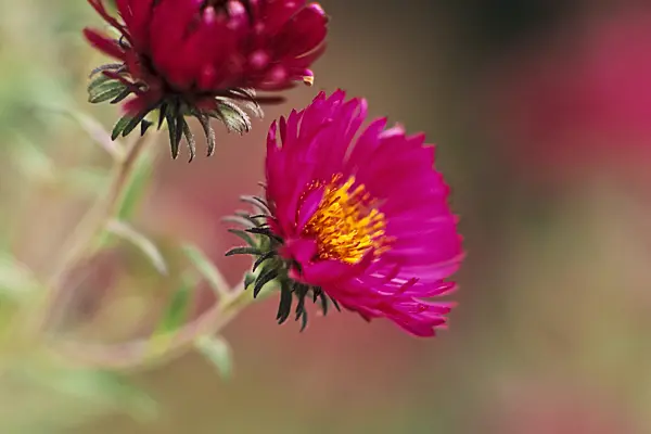 394044 - New England aster (Aster novae-angliae 'Rubinschatz')