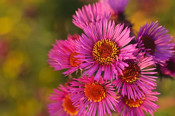 489151 - New England aster (Aster novae-angliae 'Rubinschatz')