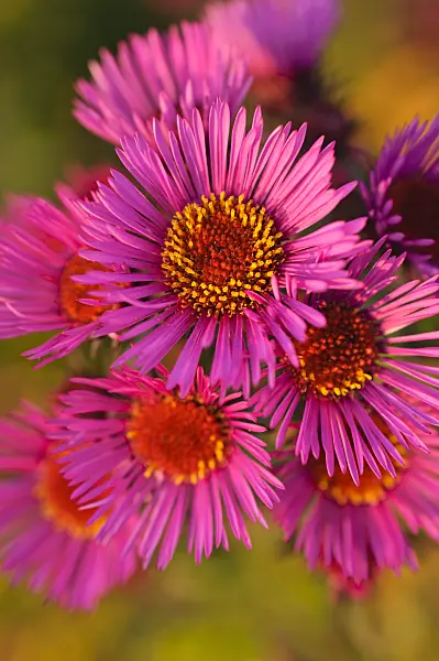 489152 - New England aster (Aster novae-angliae 'Rubinschatz')
