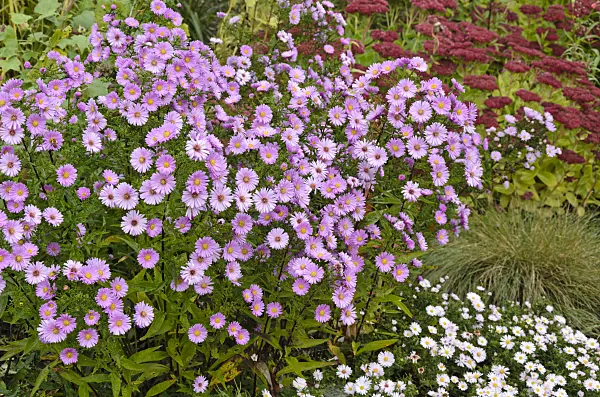 525121 - New England aster (Aster novae-angliae 'Rudelsburg')