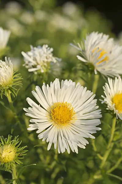 511317 - New England aster (Aster novae-angliae 'Schneesturm')
