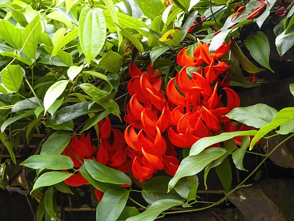 434154 - New Guinea creeper (Mucuna bennetti)