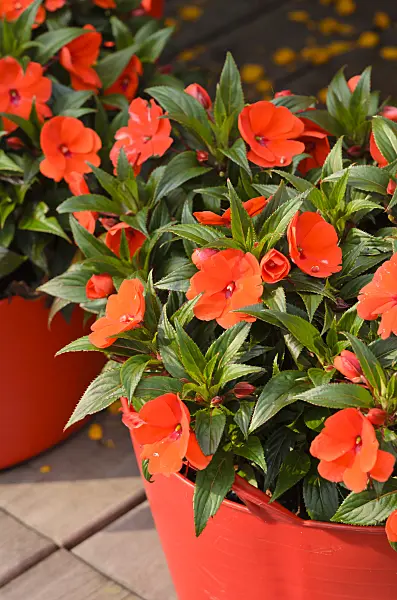 534423 - New Guinea impatiens (Impatiens)