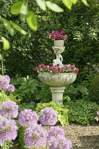 556062 - New Guinea impatiens (Impatiens) in a fountain
