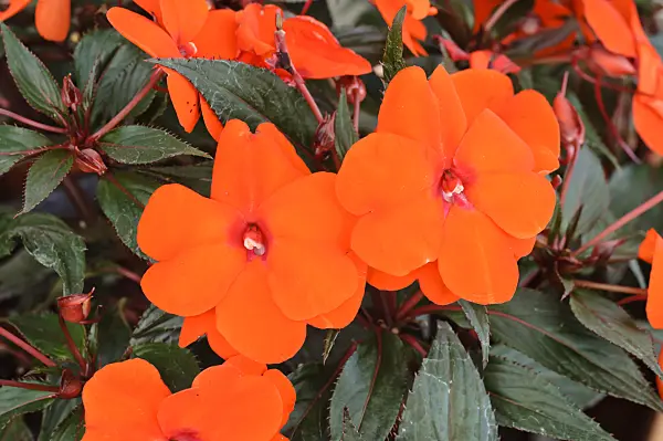 474213 - New Guinea impatiens (Impatiens Paradise Tomini)