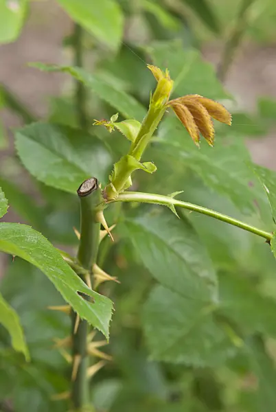 511332 - New rose sprout after pruning