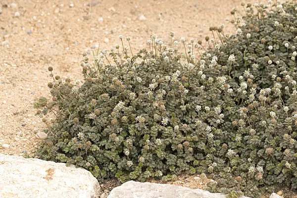 651006 - New Zealand burr (Acaena microphylla 'Kupferteppich')
