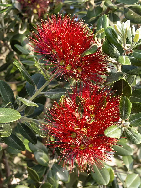 438239 - New Zealand Christmas tree (Metrosideros excelsa)