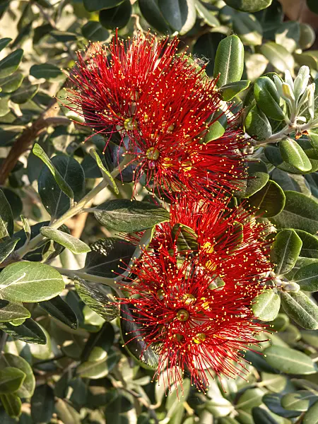 438247 - New Zealand Christmas tree (Metrosideros excelsa)
