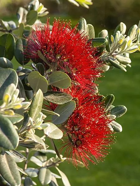 438248 - New Zealand Christmas tree (Metrosideros excelsa)