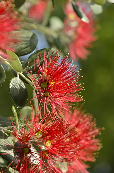 521119 - New Zealand Christmas tree (Metrosideros excelsa)