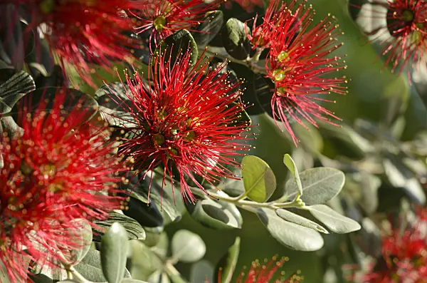521120 - New Zealand Christmas tree (Metrosideros excelsa)