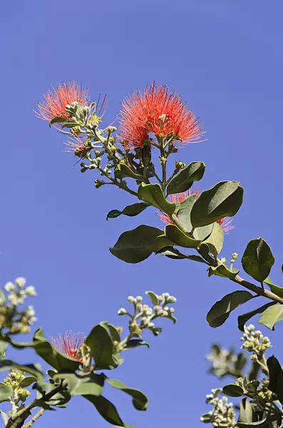 564024 - New Zealand Christmas tree (Metrosideros excelsa)