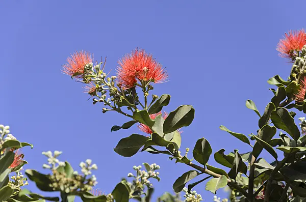 564025 - New Zealand Christmas tree (Metrosideros excelsa)