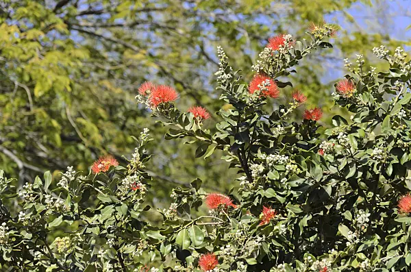 564027 - New Zealand Christmas tree (Metrosideros excelsa)