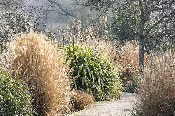 625293 - New Zealand flax (Phormium tenax 'Duet')