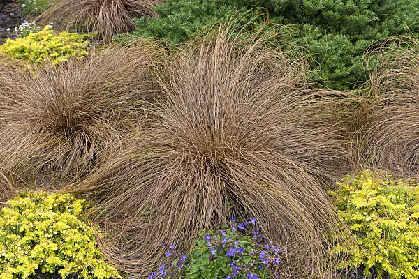 651139 - New Zealand sedge (Carex comans 'Bronze Form')