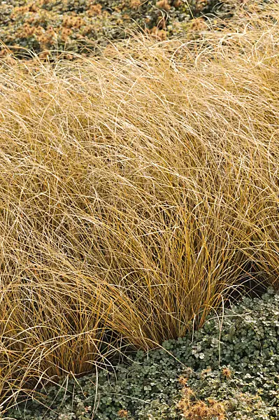 476208 - New Zealand sedge (Carex comans 'Kupferflamme')