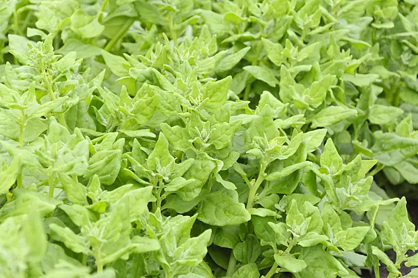 487252 - New Zealand spinach (Tetragonia tetragonioides)