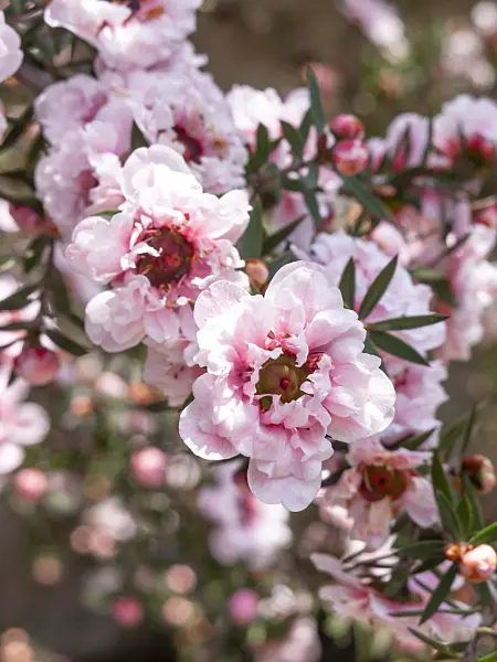 437424 - New Zealand tea (Leptospermum scoparium 'Album Flore Pleno')