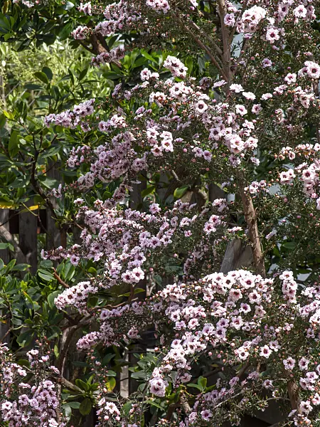 437430 - New Zealand tea (Leptospermum scoparium 'Album Flore Pleno')