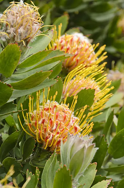 508497 - Nickendes Nadelkissen (Leucospermum cordifolium 'Veld Fire')