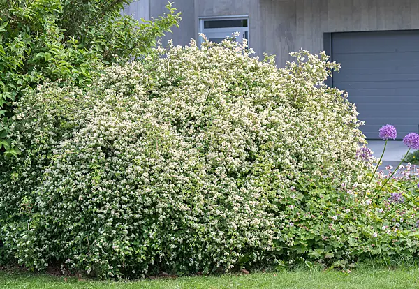 664449 - Niedrige Kranzspiere (Stephanandra incisa 'Crispa')