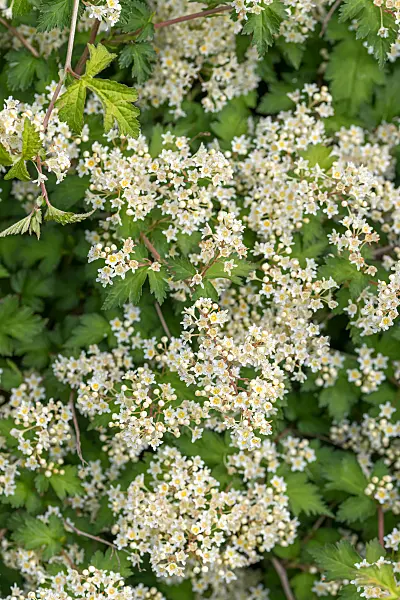 664450 - Niedrige Kranzspiere (Stephanandra incisa 'Crispa')