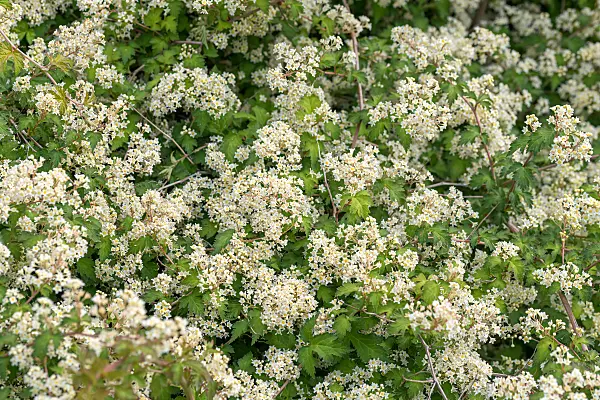 664451 - Niedrige Kranzspiere (Stephanandra incisa 'Crispa')